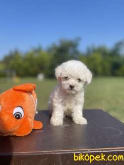 Anne Baba Orjinal Maltese Terrier Yavrularimiz 3