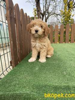 Anne Baba Orjinal Maltipoo Yavrularimiz 3