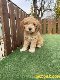 Anne Baba Orjinal Maltipoo Yavrularimiz 1