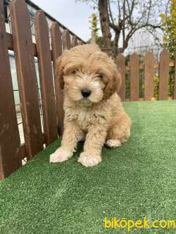 Anne Baba Orjinal Maltipoo Yavrularimiz 2