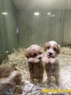 Anne Baba Orjinal Maltipoo Yavrularimiz 2