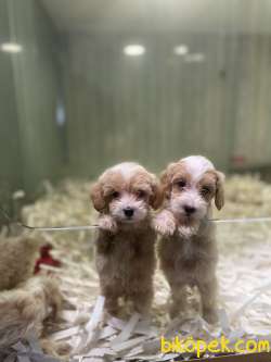 Anne Baba Orjinal Maltipoo Yavrularimiz 1