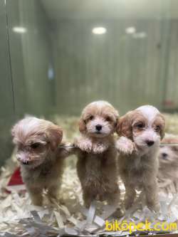 Anne Baba Orjinal Maltipoo Yavrularimiz 3
