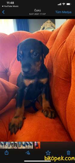 Anne Baba Rusya Dan Dobermann Yavrularımız 4