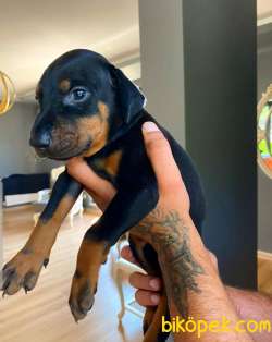 Anne Baba Rusya Dan Dobermann Yavrularımız 5