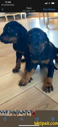 Anne Baba Rusya Dan Dobermann Yavrularımız 3