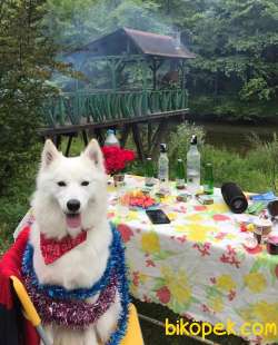 Anne Baba SAF SAMOYED YAVRULAR 4