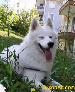 Anne Baba SAF SAMOYED YAVRULAR 3
