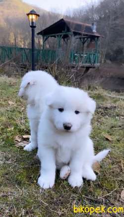 Anne Baba SAF SAMOYED YAVRULAR 1