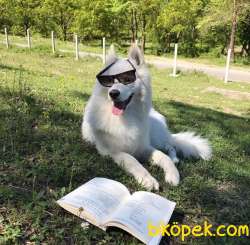 Anne Baba SAF SAMOYED YAVRULAR 2