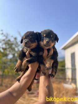ANNE BABA SCR Lİ ROTWEILLER BEBEKLER 5