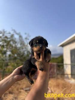 ANNE BABA SCR Lİ ROTWEILLER BEBEKLER 4