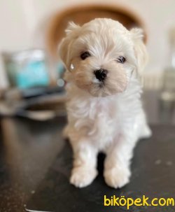 Anne Baba Secereli 0 Numara Mini Maltese Terrier Yavrularımız 1
