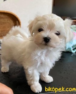 Anne Baba Secereli 0 Numara Mini Maltese Terrier Yavrularımız 2