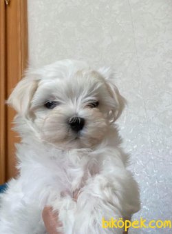 Anne Baba Secereli 0 Numara Mini Maltese Terrier Yavrularımız 3