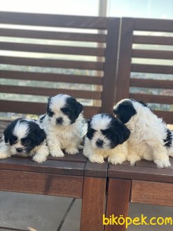 Anne Baba Secereli Microchipli Shihtzu Yavruları 3