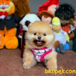 Anne Baba Secereli Pomeranian Boo Yavrularımız 1