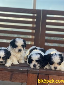 Anne Baba Secereli Shihtzu Bebeklerimiz Chipli Aşılı 2