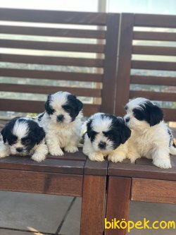 Anne Baba Secereli Siyah Beyaz Shihtzu Bebeğmiz 1