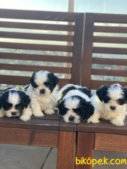 Anne Baba Secereli Siyah Beyaz Shihtzu Bebeğmiz 2
