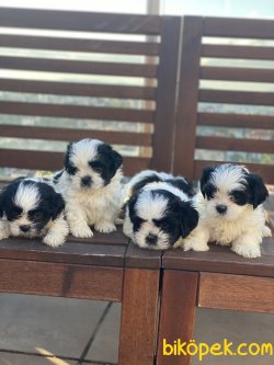 Anne Baba Secereli Siyah Beyaz Shihtzu Bebeğmiz 3