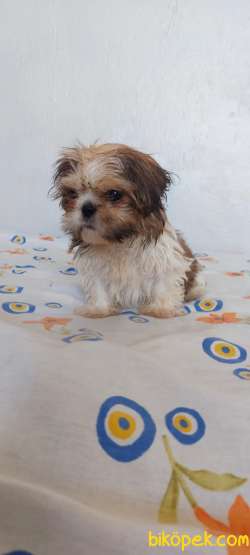 Anne Baba Yanında Büyüyen Safkan Shihtzu Yavruları 4