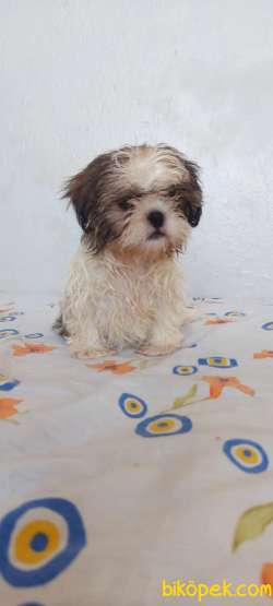 Anne Baba Yanında Büyüyen Safkan Shihtzu Yavruları 2
