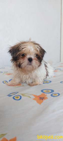 Anne Baba Yanında Büyüyen Safkan Shihtzu Yavruları 5