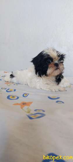 Anne Baba Yanında Büyüyen Safkan Shihtzu Yavruları 3