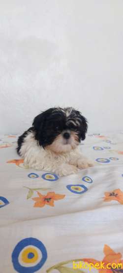 Anne Baba Yanında Büyüyen Safkan Shihtzu Yavruları