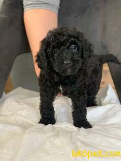 ANNE YANINDA SAFKAN ORJİNAL SİYAH POODLE YAVRULARI 3