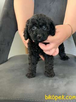 ANNE YANINDA SAFKAN ORJİNAL SİYAH POODLE YAVRULARI
