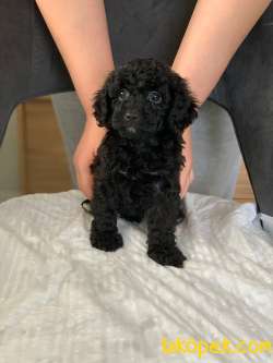 ANNE YANINDA SAFKAN ORJİNAL SİYAH POODLE YAVRULARI 2