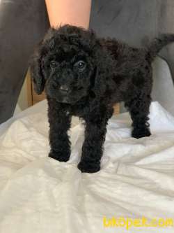 ANNE YANINDA SAFKAN ORJİNAL SİYAH POODLE YAVRULARI 4