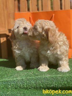 Antialerjik Dizayn Irk Maltipoo Yavrular 5