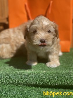Antialerjik Dizayn Irk Maltipoo Yavrular 3