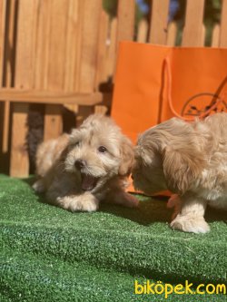 Antialerjik Dizayn Irk Maltipoo Yavrular 2