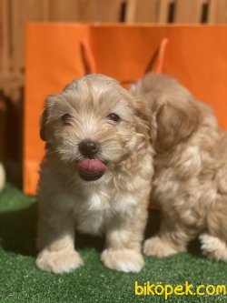 Antialerjik Dizayn Irk Maltipoo Yavrular 1