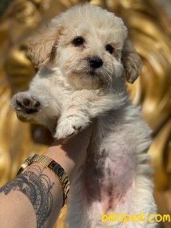 Antialerjik Maltipoo Dizayn Irk Yavrular 1