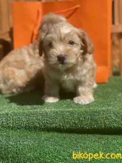 Antialerjik Maltipoo Yavruları Orjinal Tüy Dökmeyen Irk 4