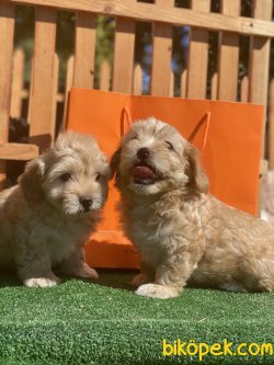 Antialerjik Maltipoo Yavruları Orjinal Tüy Dökmeyen Irk 3
