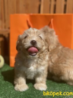 Antialerjik Maltipoo Yavruları Orjinal Tüy Dökmeyen Irk 2