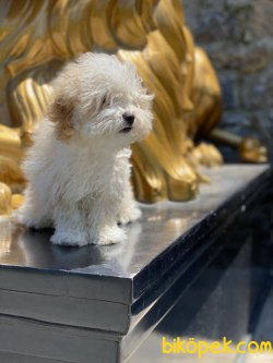 Antialerjik Maltipoo Yavrularımız 3