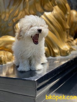 Antialerjik Maltipoo Yavrularımız 5