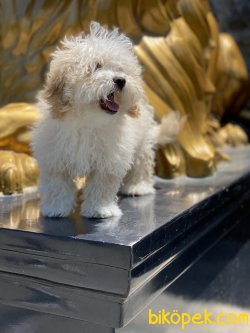 Antialerjik Maltipoo Yavrularımız 4