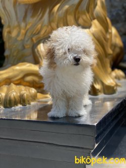 Antialerjik Maltipoo Yavrularımız 2