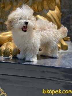 Antialerjik Maltipoo Yavrularımız 1