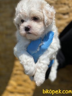 Antialerjik Orjinal Maltipoo Bebeklerimiz 2