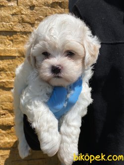 Antialerjik Orjinal Maltipoo Bebeklerimiz 4