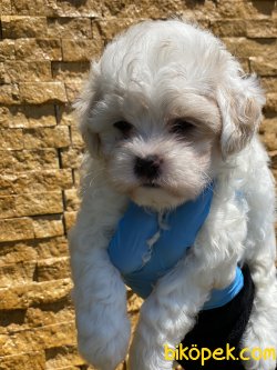 Antialerjik Orjinal Maltipoo Bebeklerimiz 3
